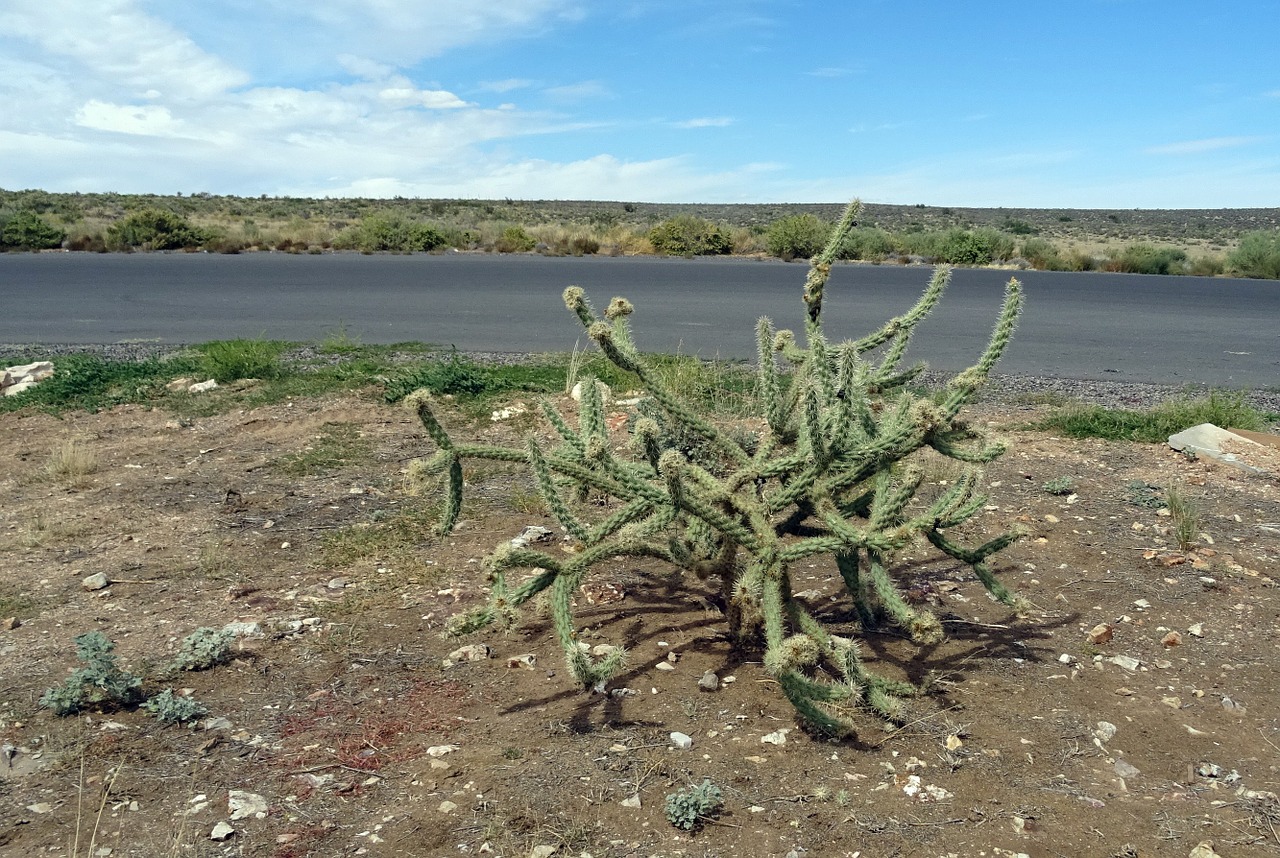 cholla cactus cactus desert free photo