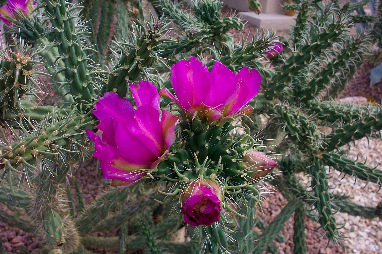 cholla cactus flower plant free photo