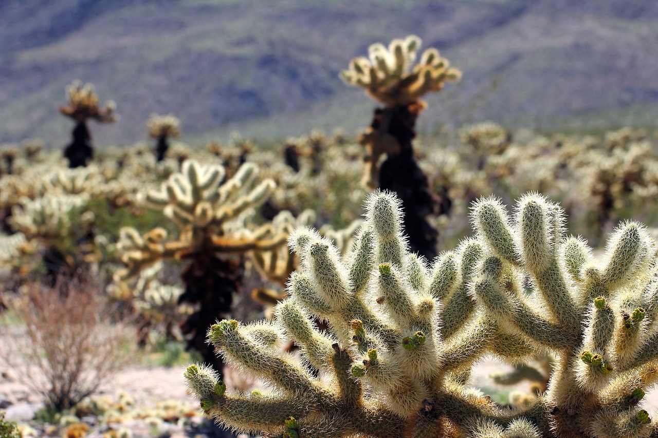 chollo  cactus  mojave desert free photo