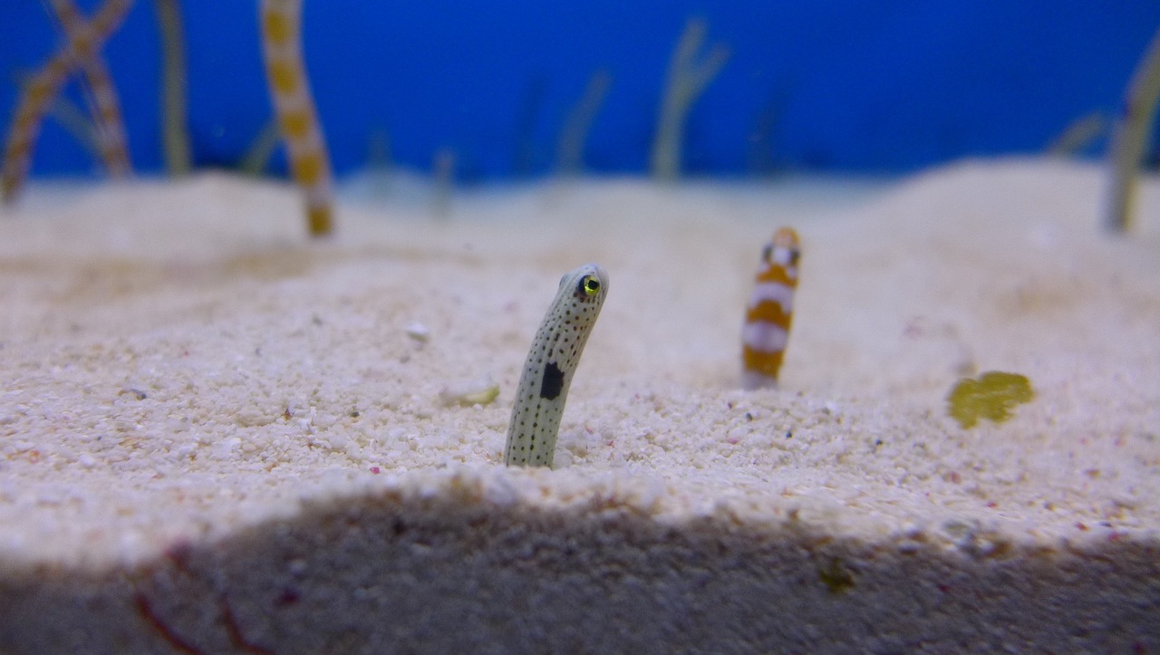 chong rope aquaria eel free photo