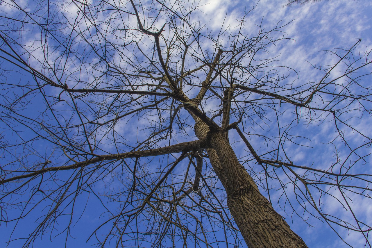 chongming tree winter free photo