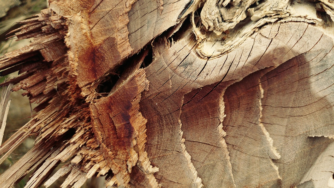 chopped cracked log free photo