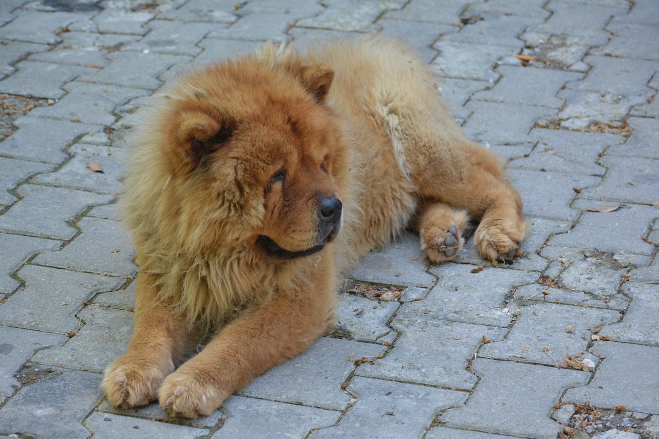 chow chow tibet lion dog free photo