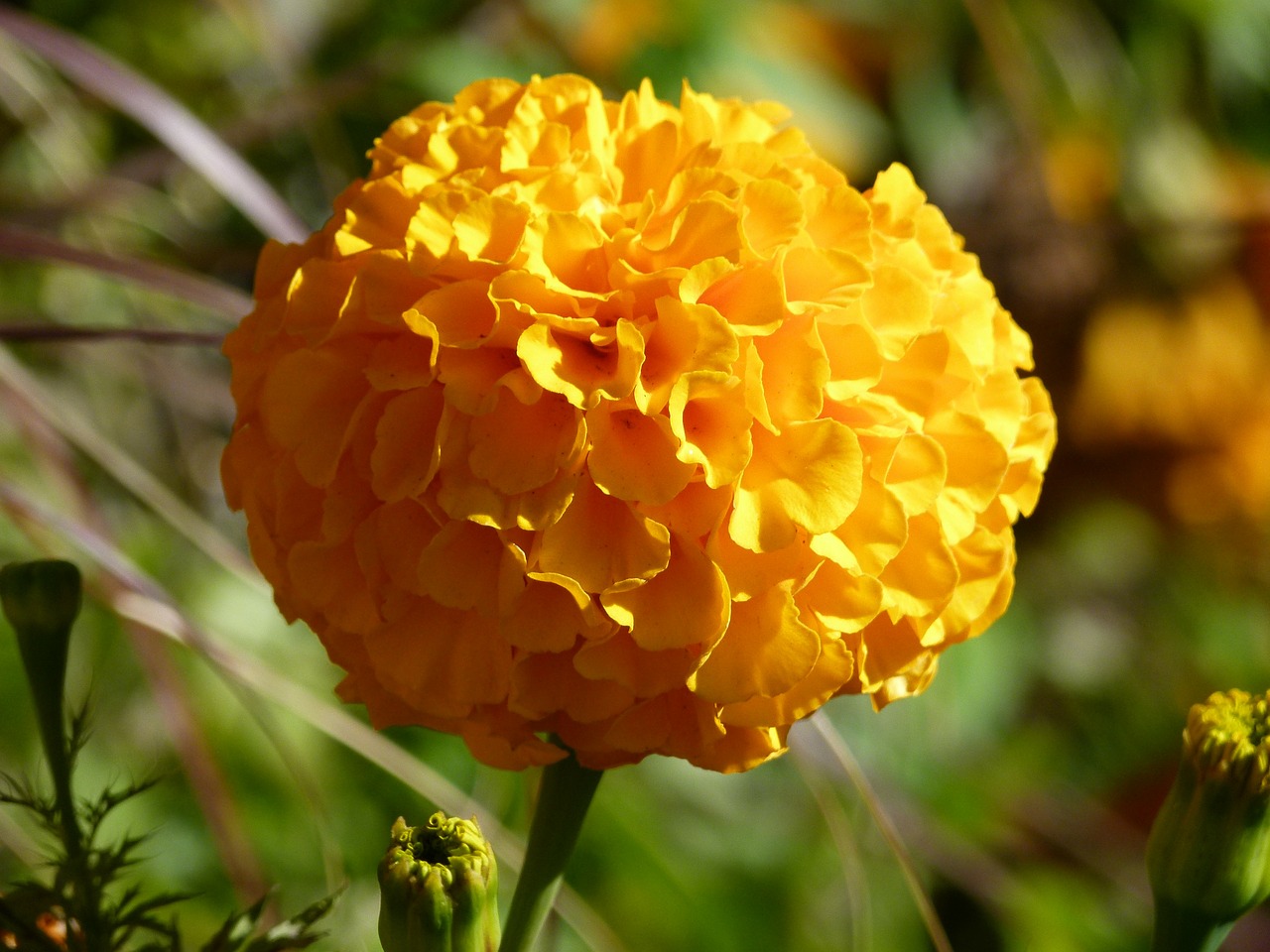 chrisanthenum yellow flower free photo