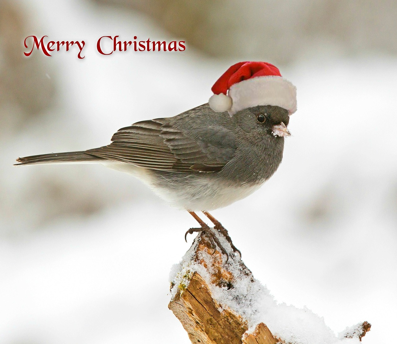 christmas christmas card christmas greeting free photo