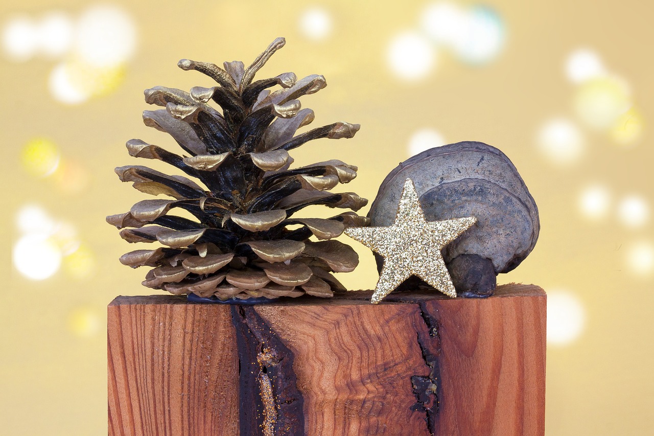 christmas pine cones star free photo