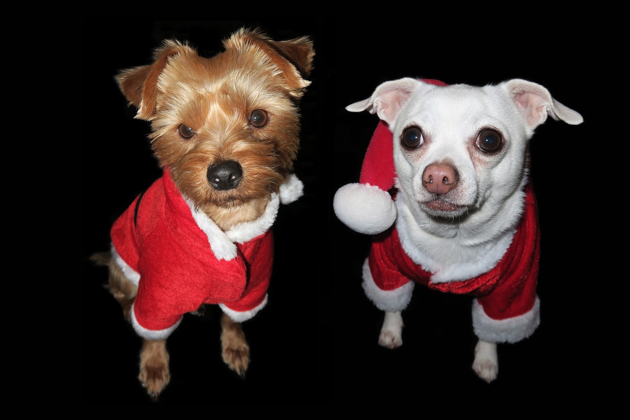 christmas dog festive free photo