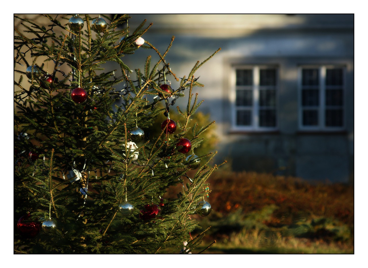 christmas christmas tree needles free photo