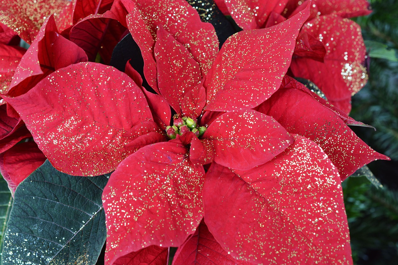 christmas poinsettia red free photo