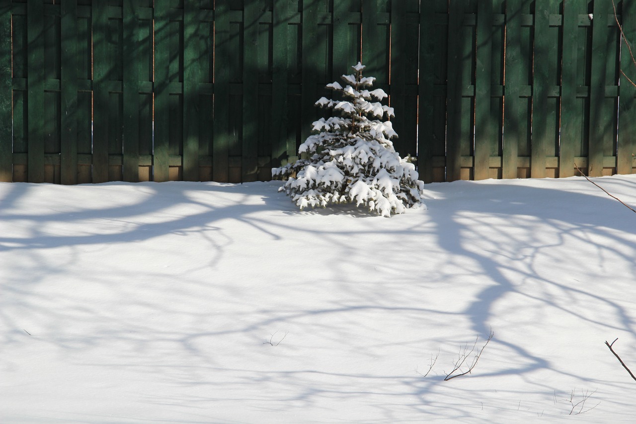 christmas tree snow free photo