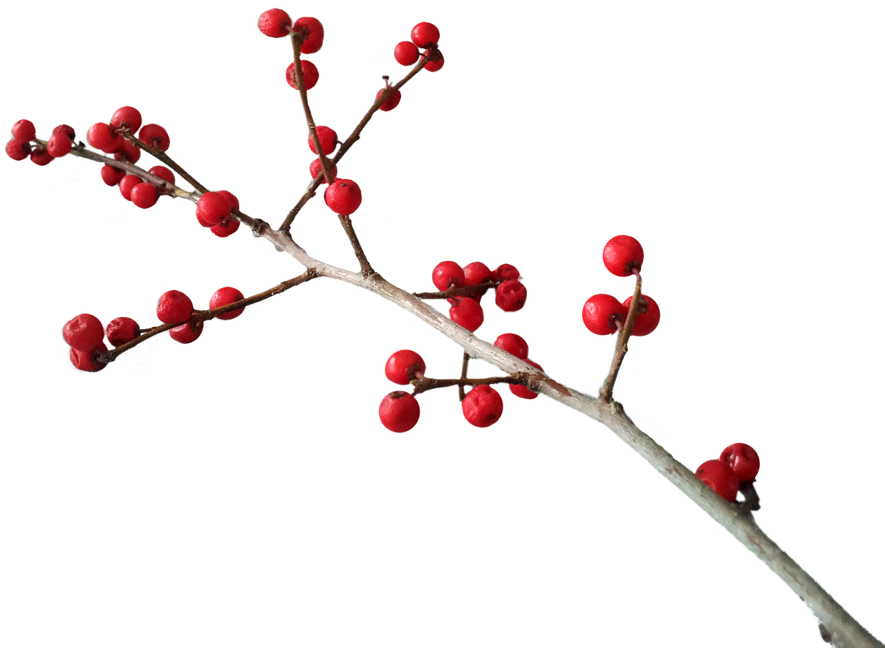 christmas deco berry red free photo