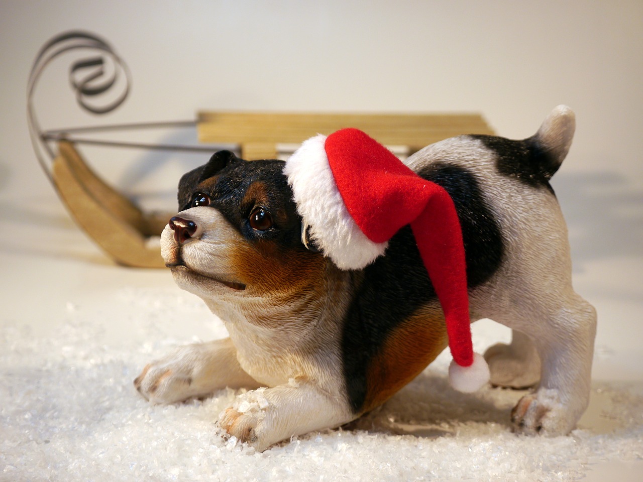 christmas dog santa hat free photo