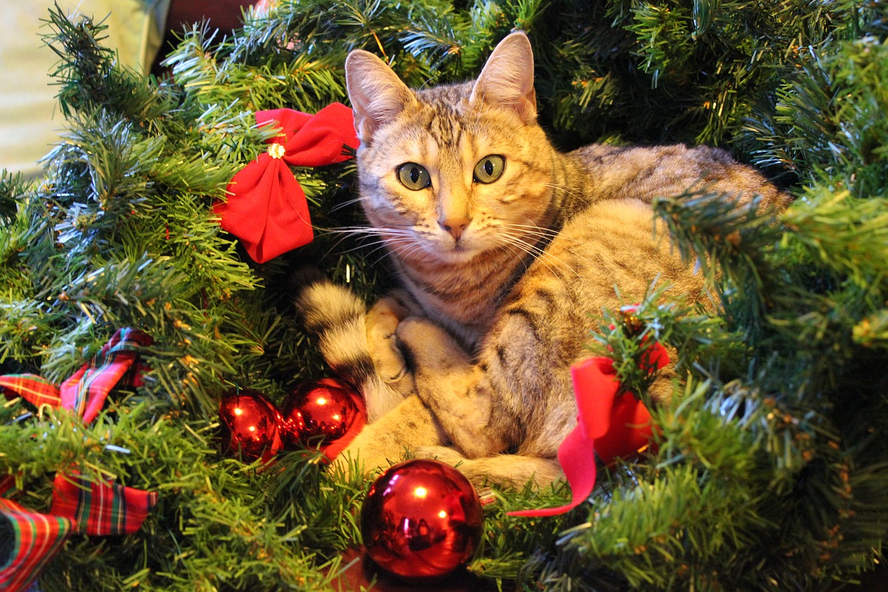 christmas cat festive free photo