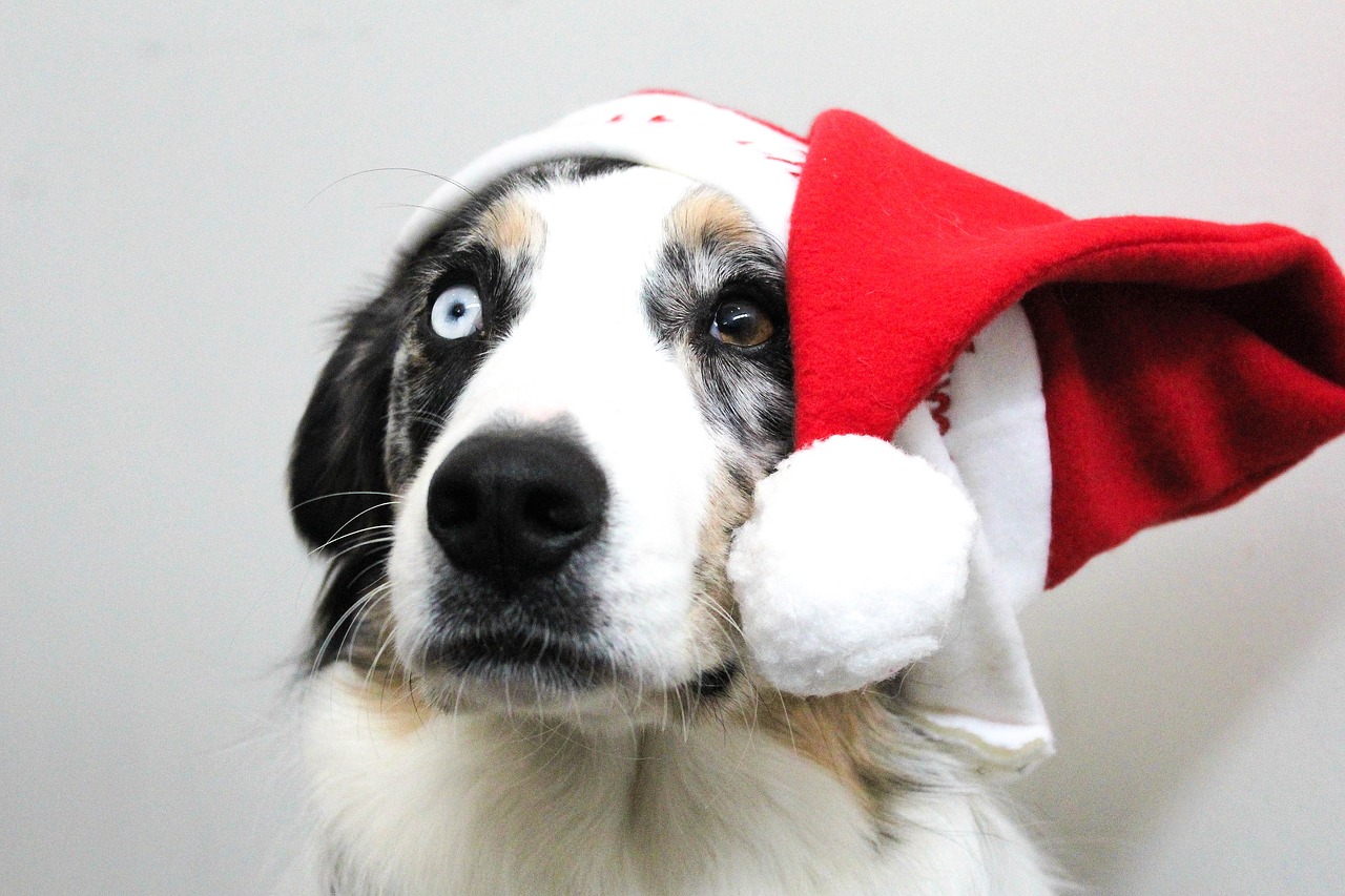 christmas puppy dog free photo