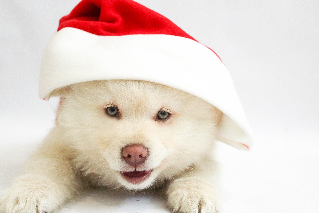 christmas puppy dog free photo