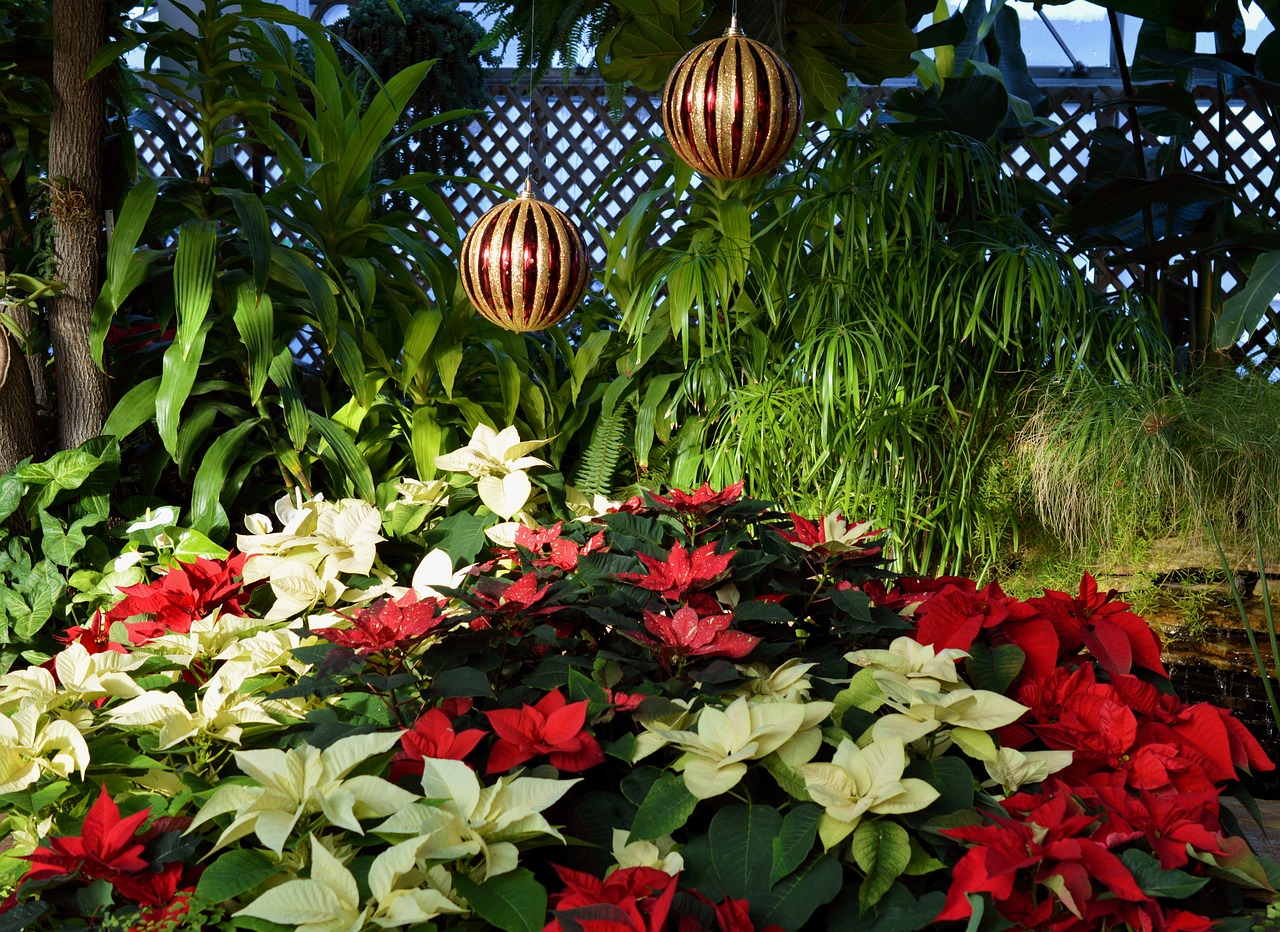 christmas decorative poinsettia free photo