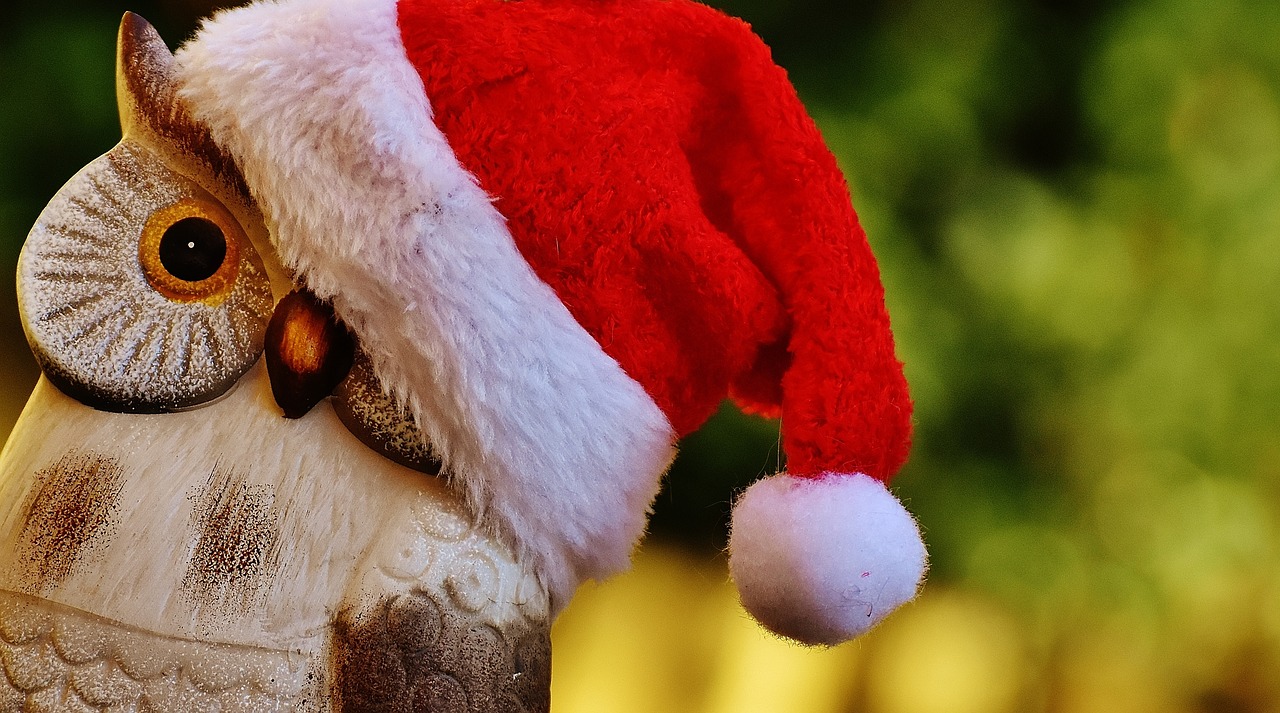 christmas owl santa hat free photo