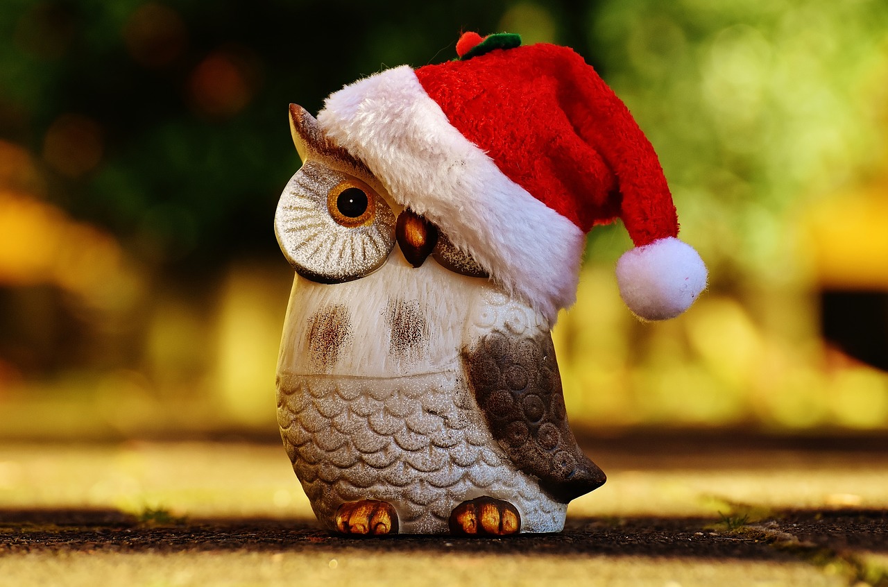 christmas owl santa hat free photo