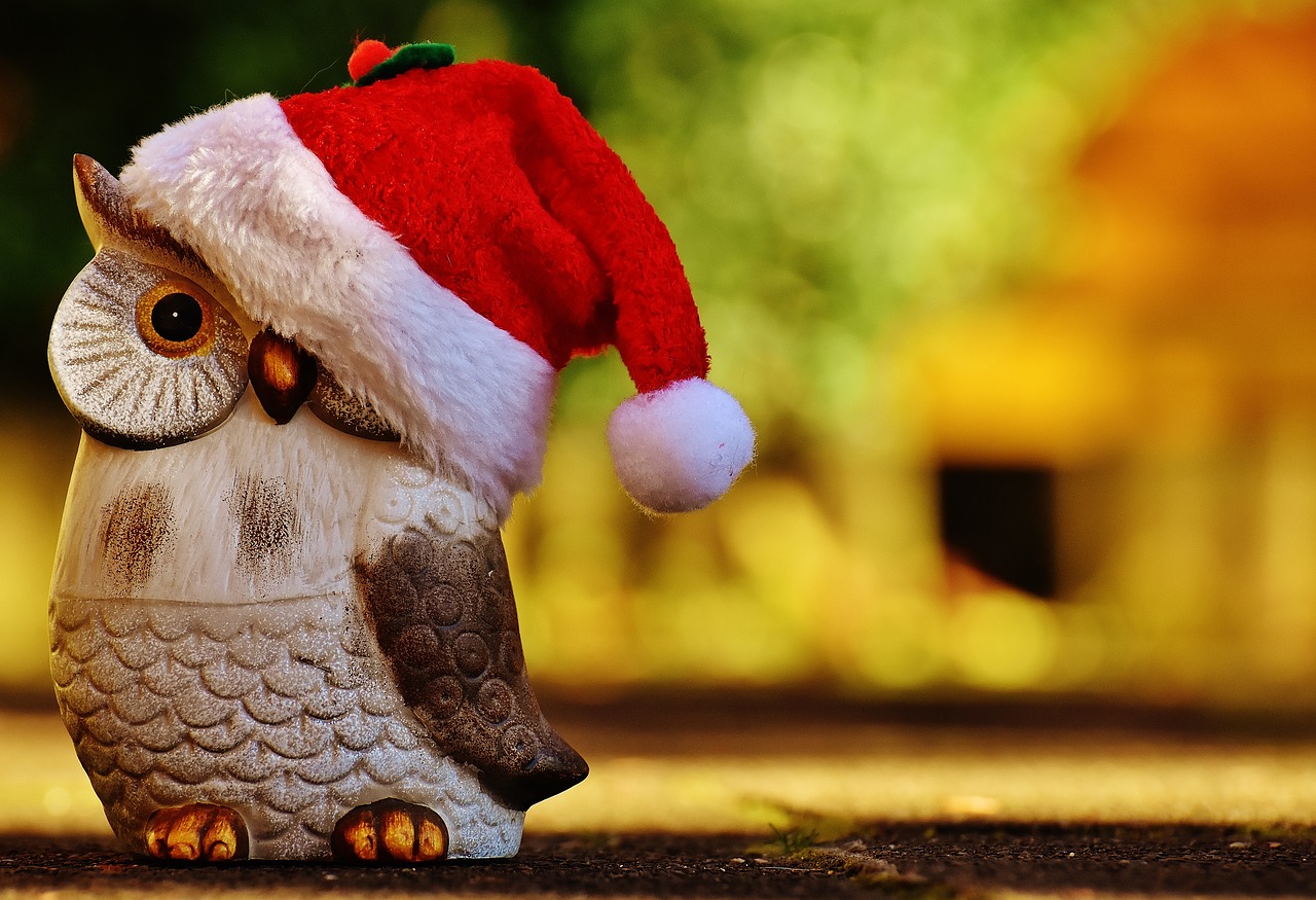 christmas owl santa hat free photo