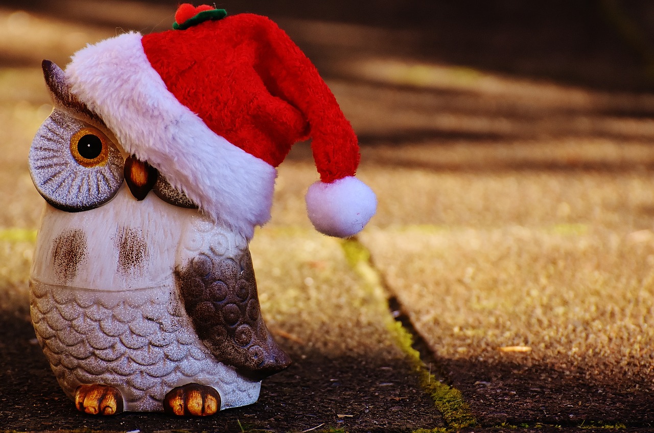 christmas owl santa hat free photo