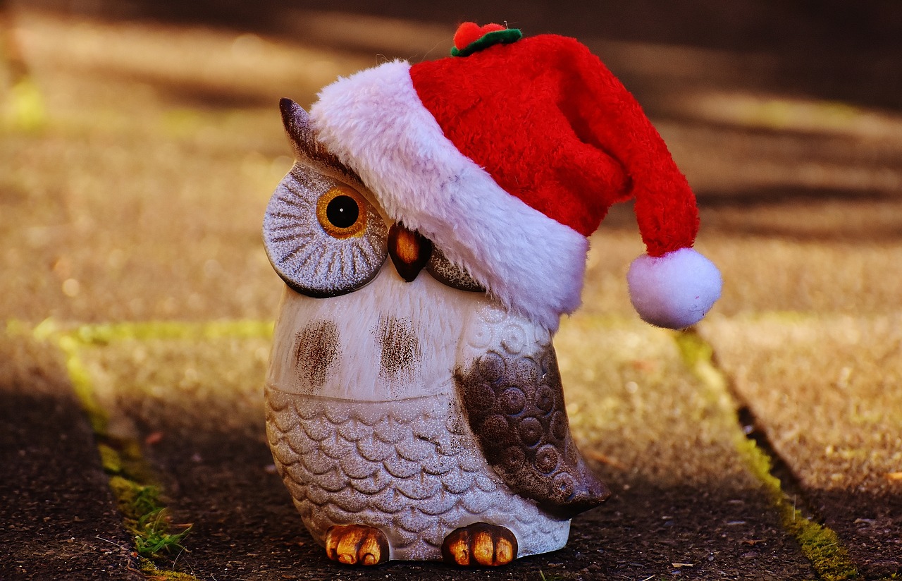 christmas owl santa hat free photo