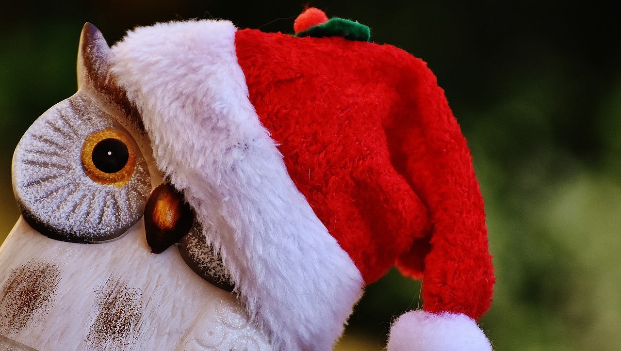 christmas owl santa hat free photo