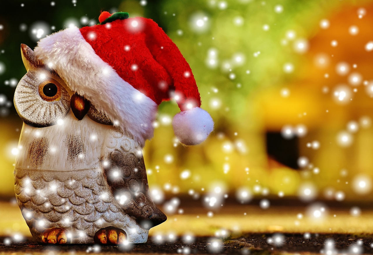 christmas owl santa hat free photo