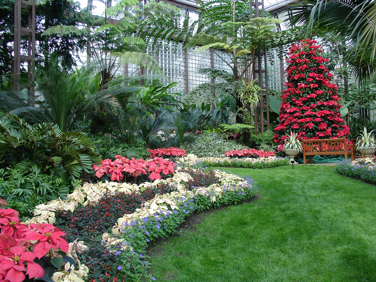 christmas poinsettia planting free photo