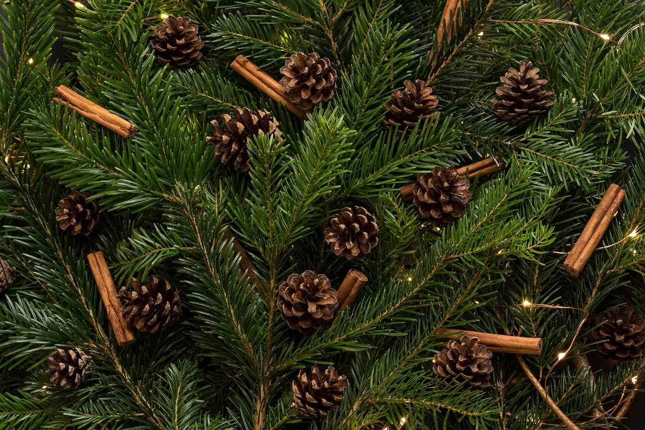 christmas tree pine free photo