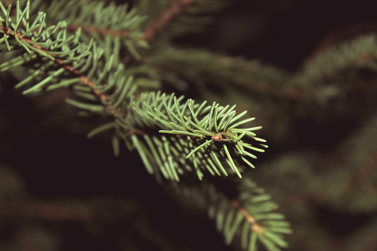 christmas tree pine leaves free photo