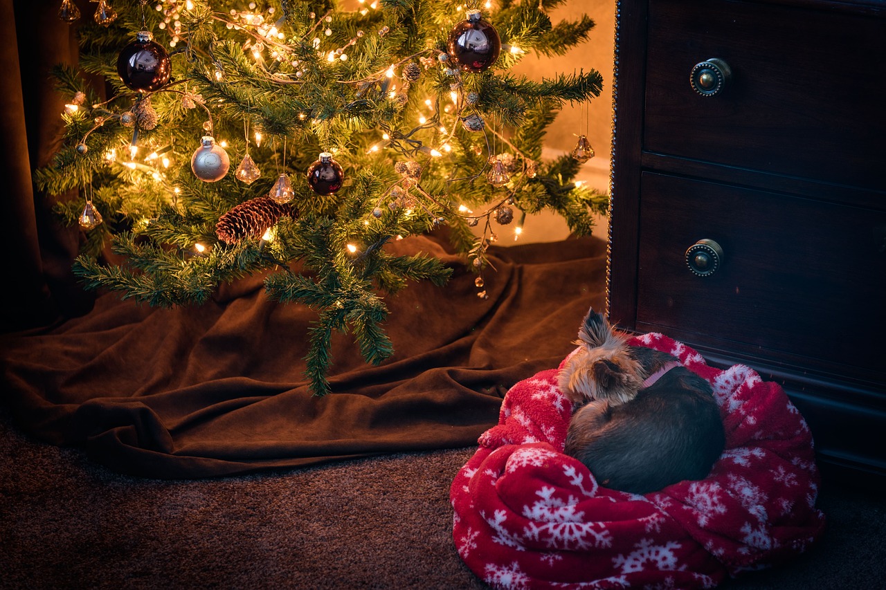 christmas puppy dog free photo