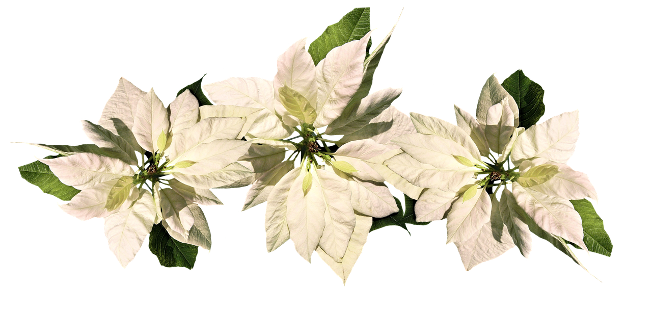 christmas christmas star poinsettia free photo