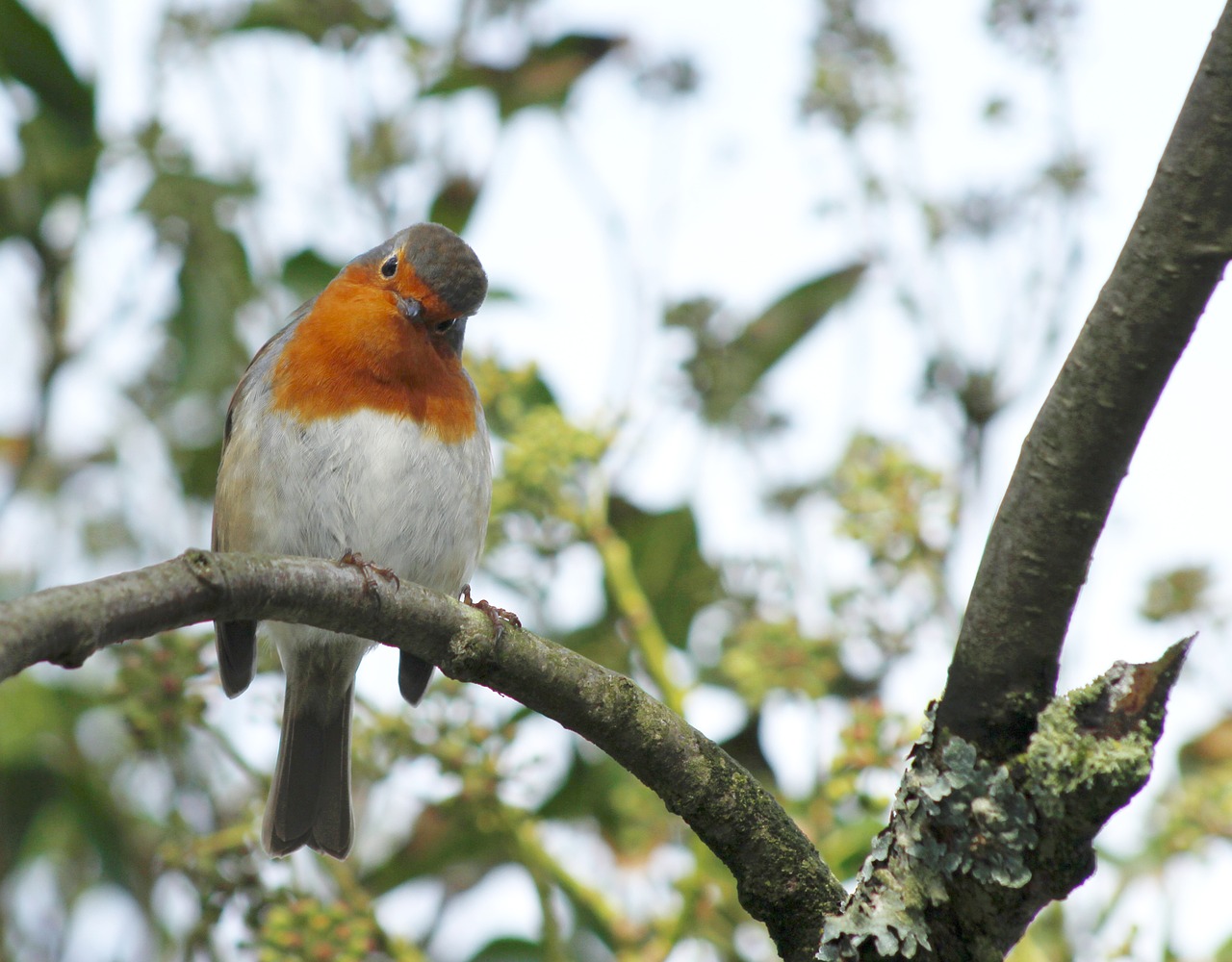 christmas robin bird free photo