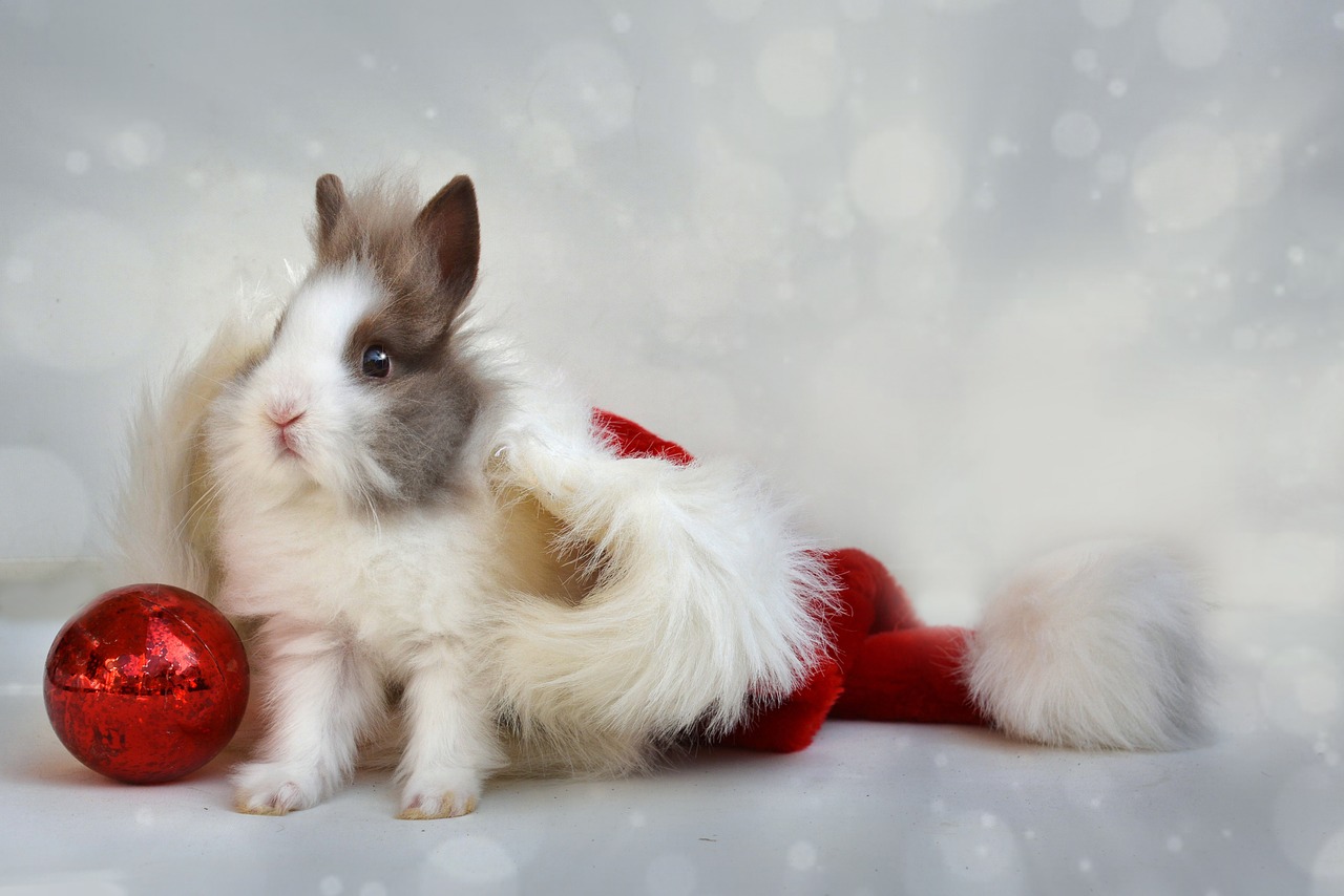 christmas dwarf bunny cap free photo