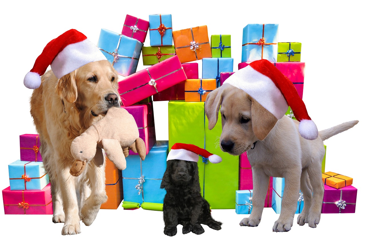 christmas gifts dogs free photo