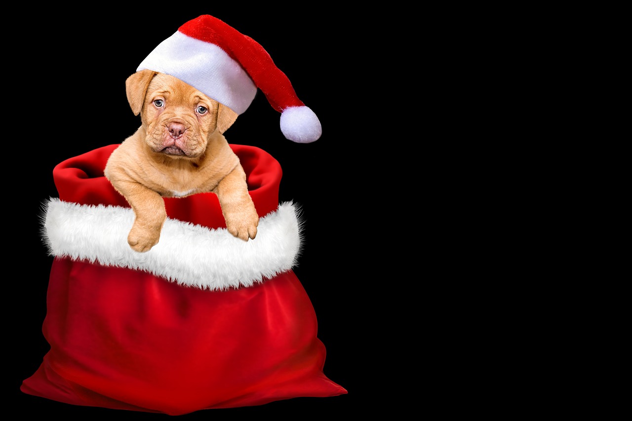 christmas gifts dog free photo