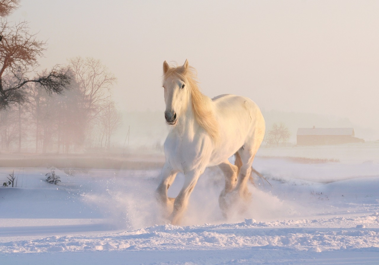 christmas winter snow free photo