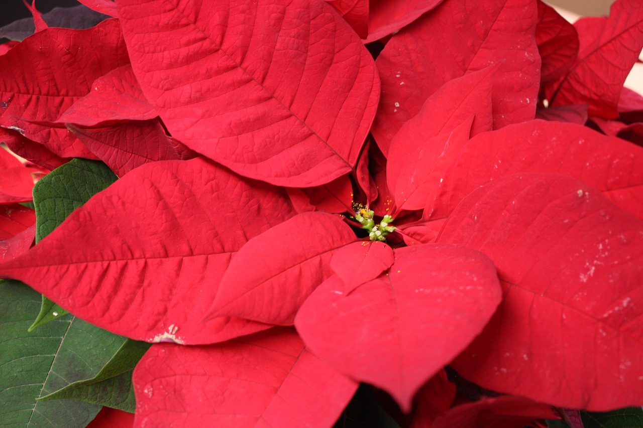 christmas  poinsettia free pictures free photo