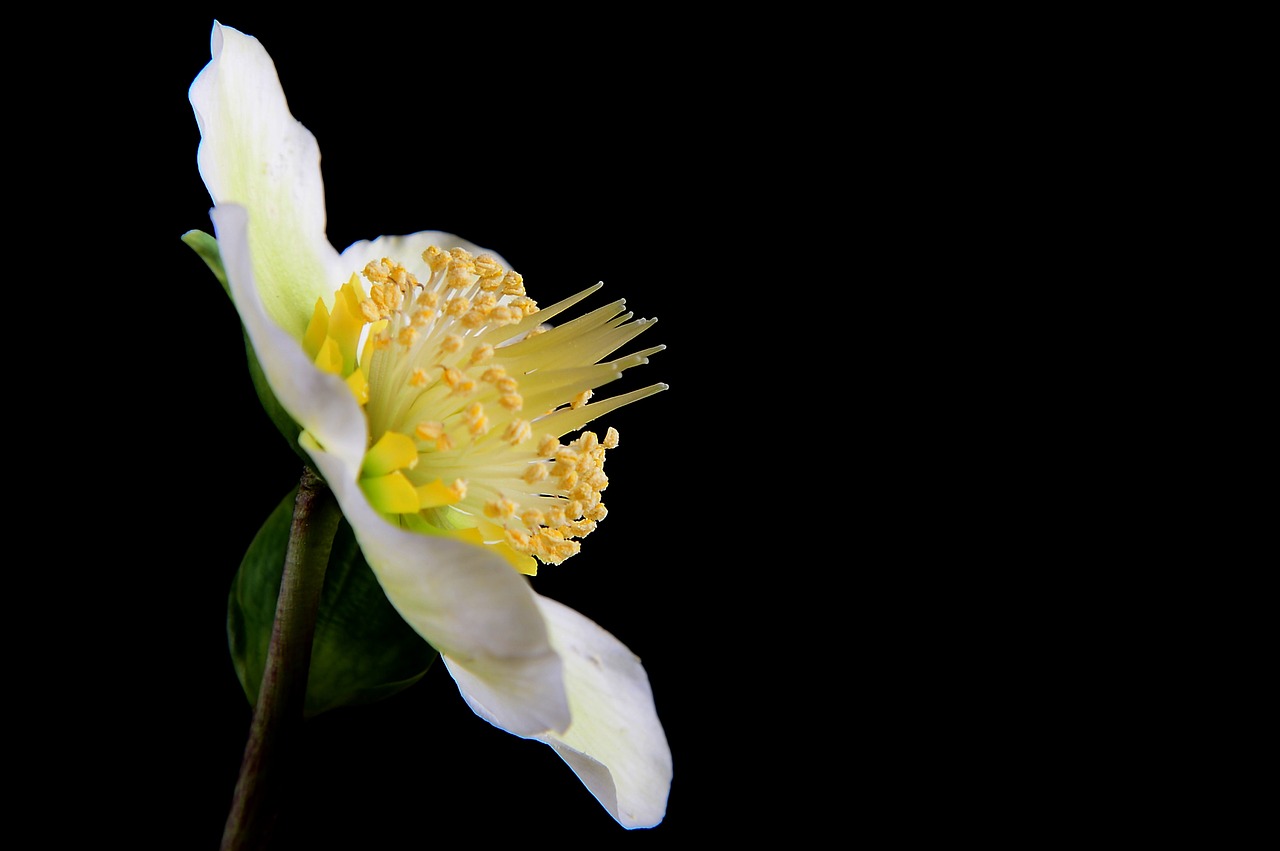 christmas  flower  plant free photo