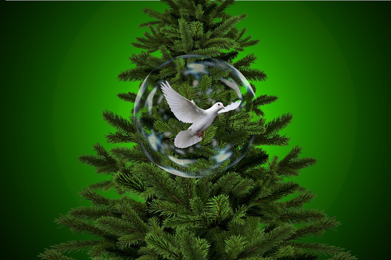 christmas  soap bubble  bird free photo