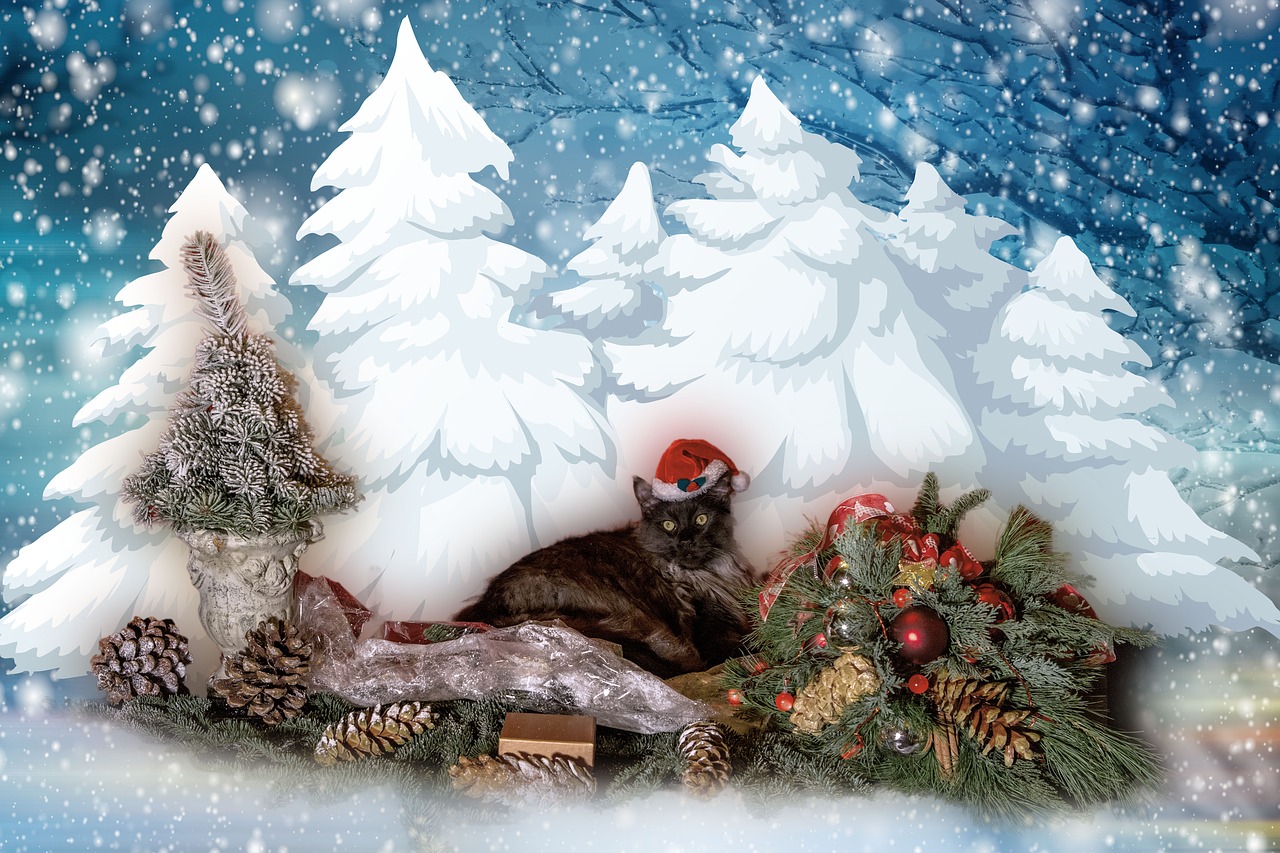 christmas  snow  cat free photo