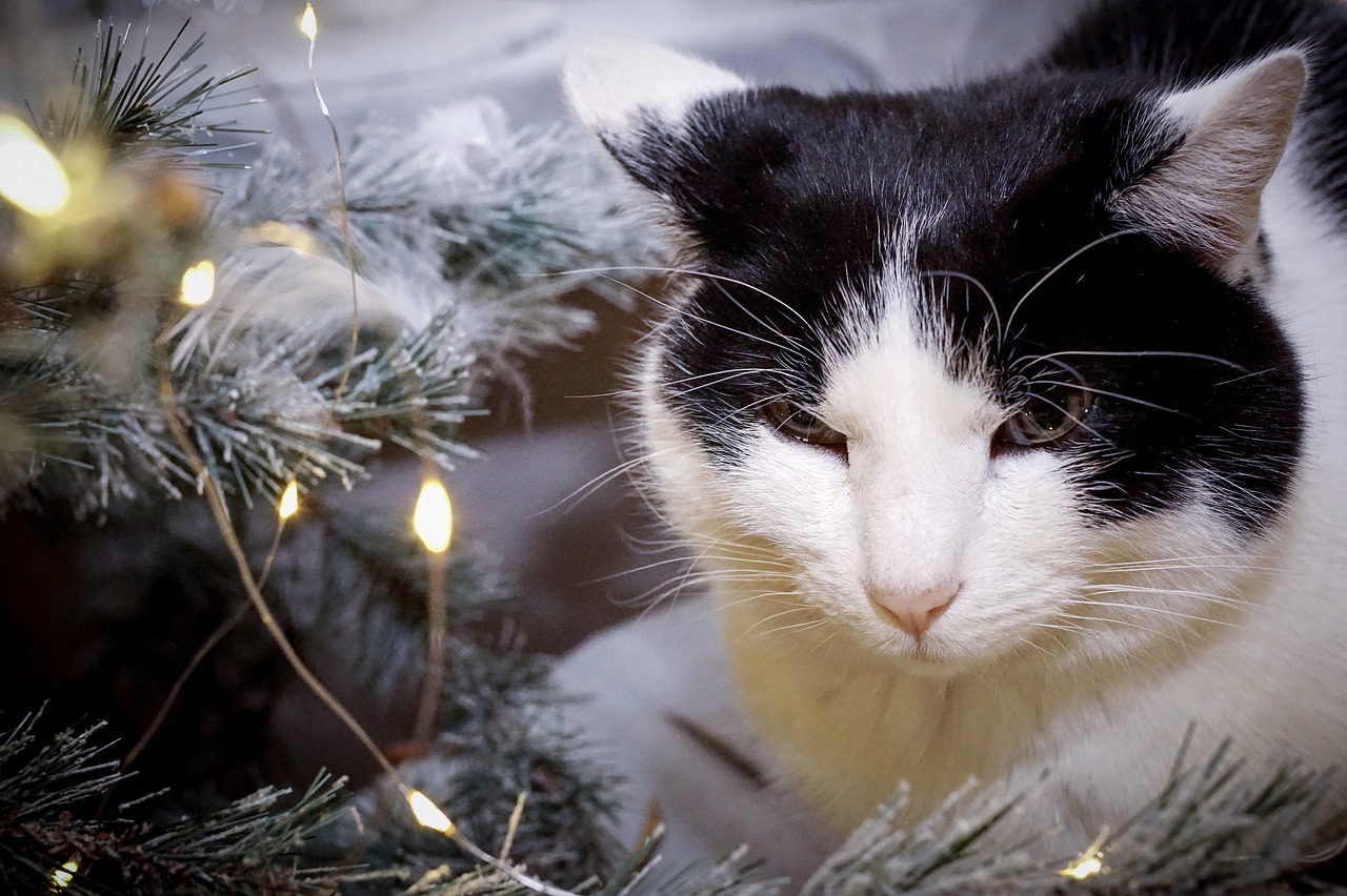 christmas  cat  animal free photo