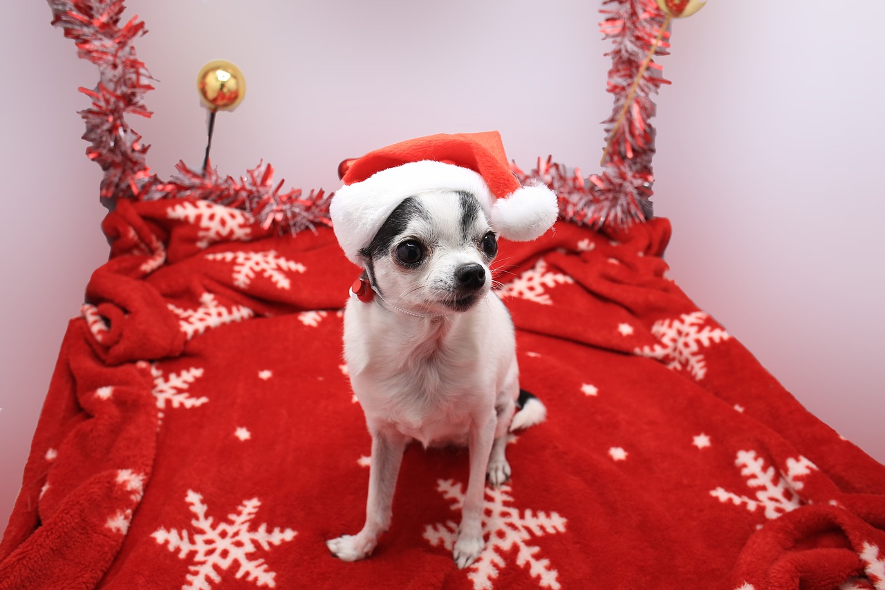 christmas  dog  picture free photo