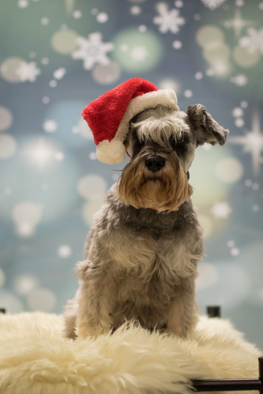 christmas  miniature schnauzer  dog free photo