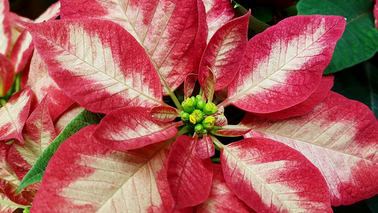 christmas  poinsettia  deco free photo