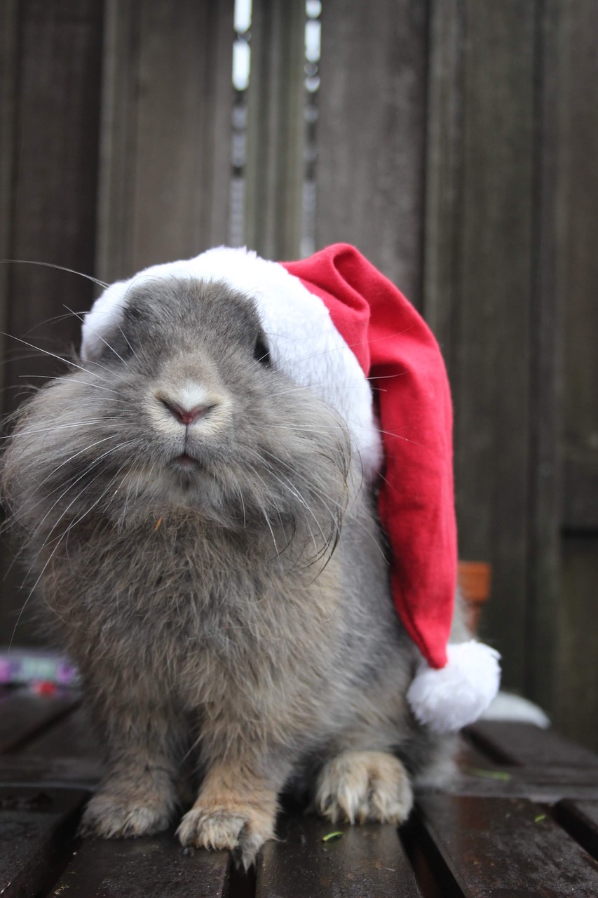 christmas  bunny  holidays free photo