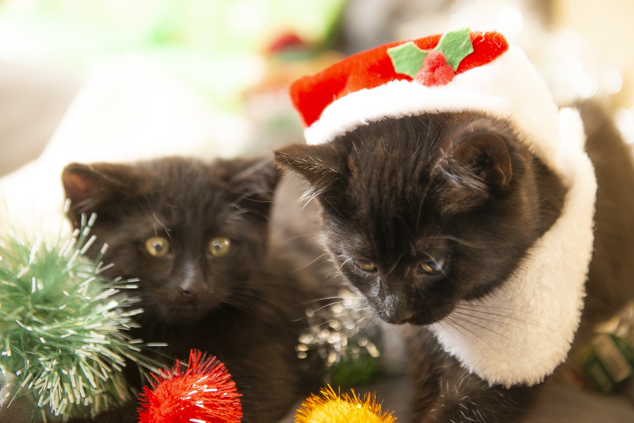 christmas  cats  kittens free photo