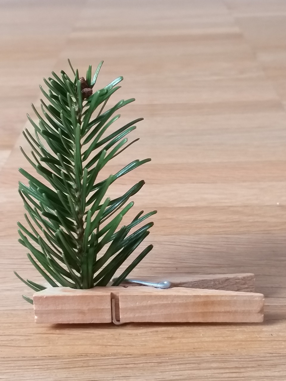 christmas  tree  clothes peg free photo