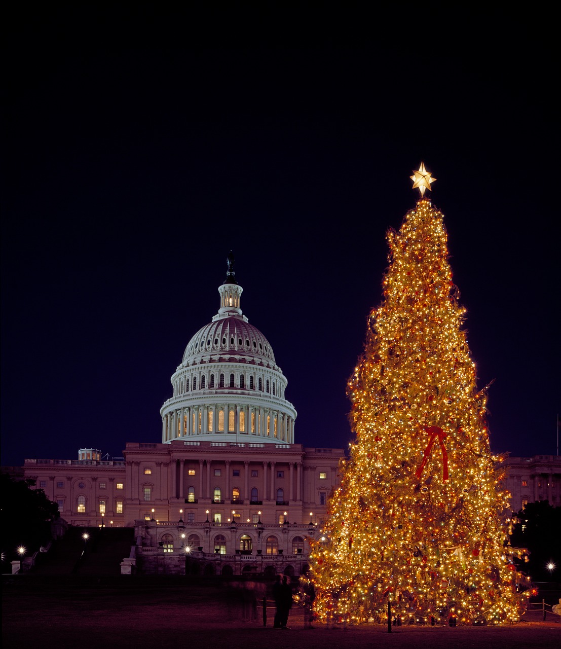 christmas tree capitol free photo