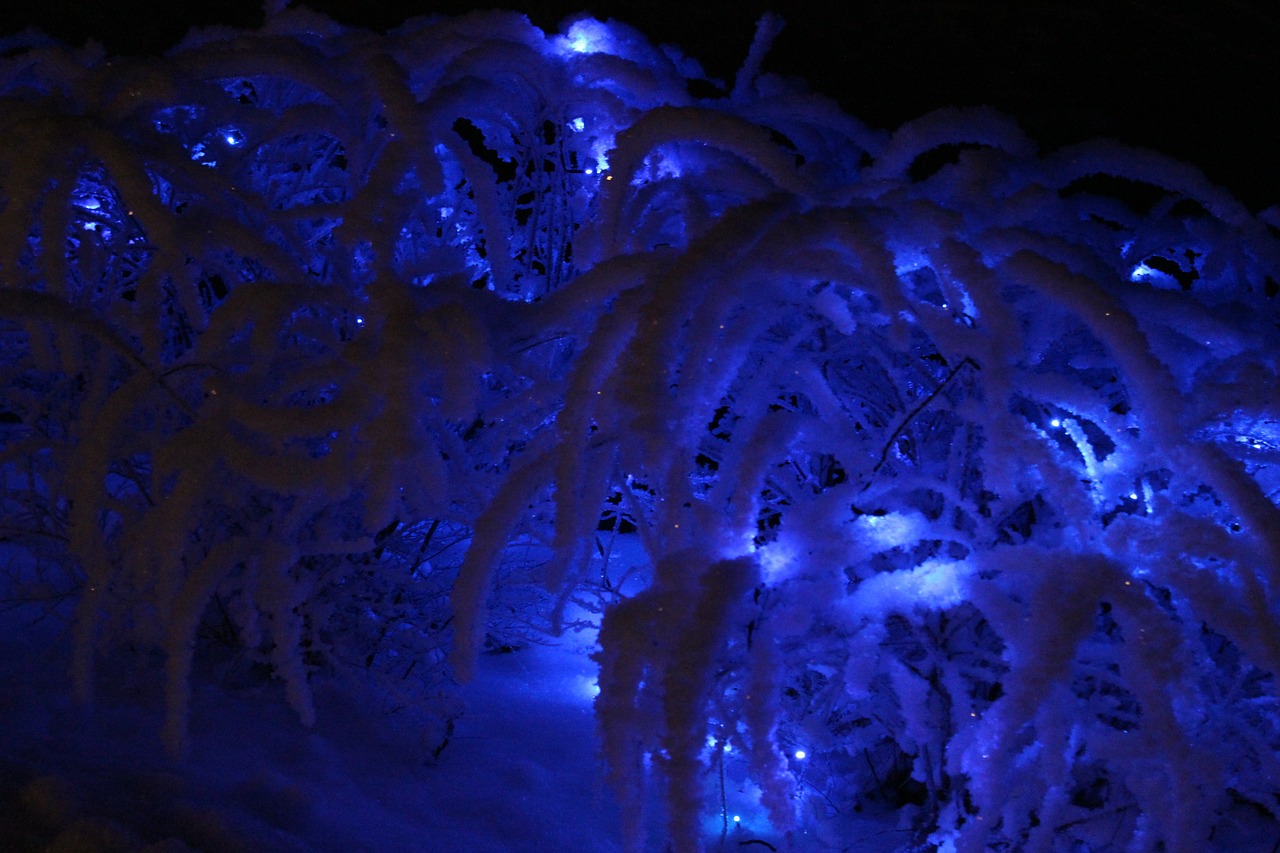 christmas christmas lights winter free photo